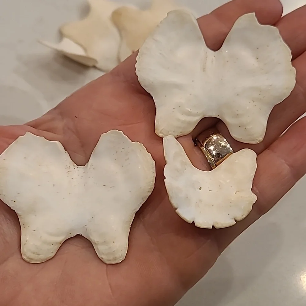 Butterfly 🦋 Shaped Craft Shells